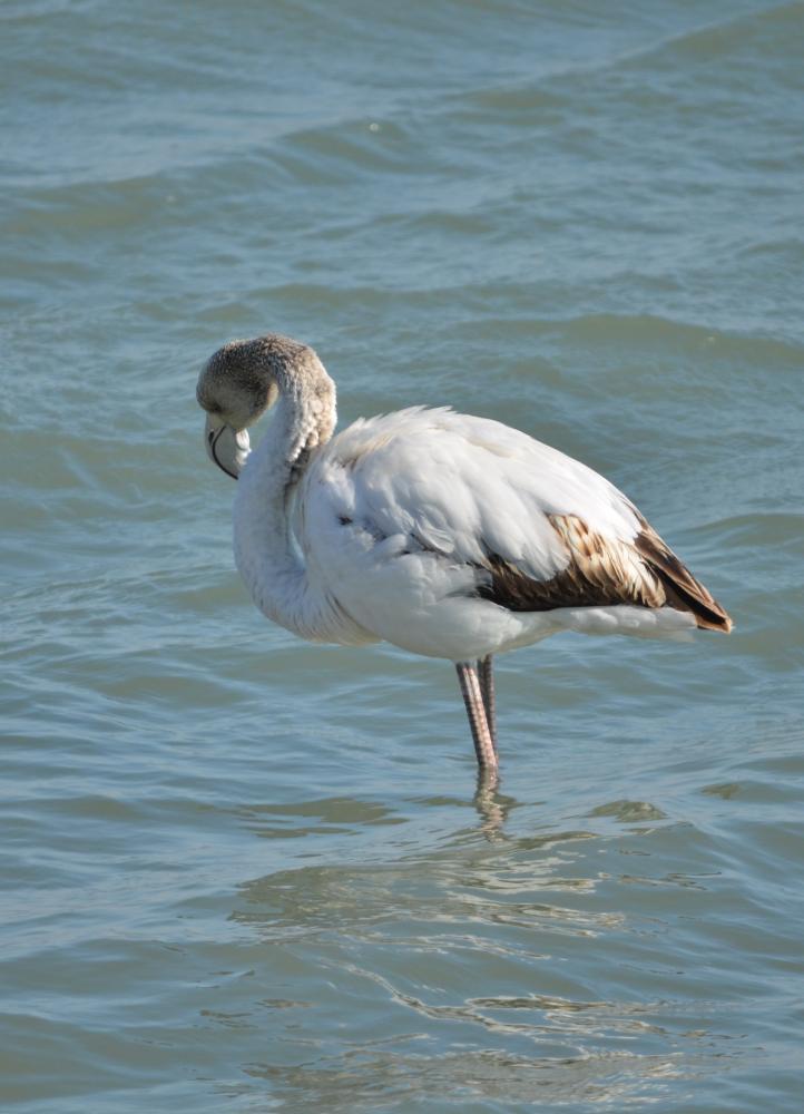 Flamant rose Phoenicopterus roseus Pallas, 1811