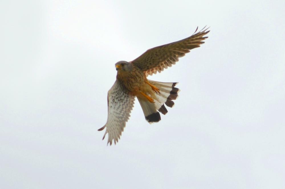 Faucon crécerelle Falco tinnunculus Linnaeus, 1758