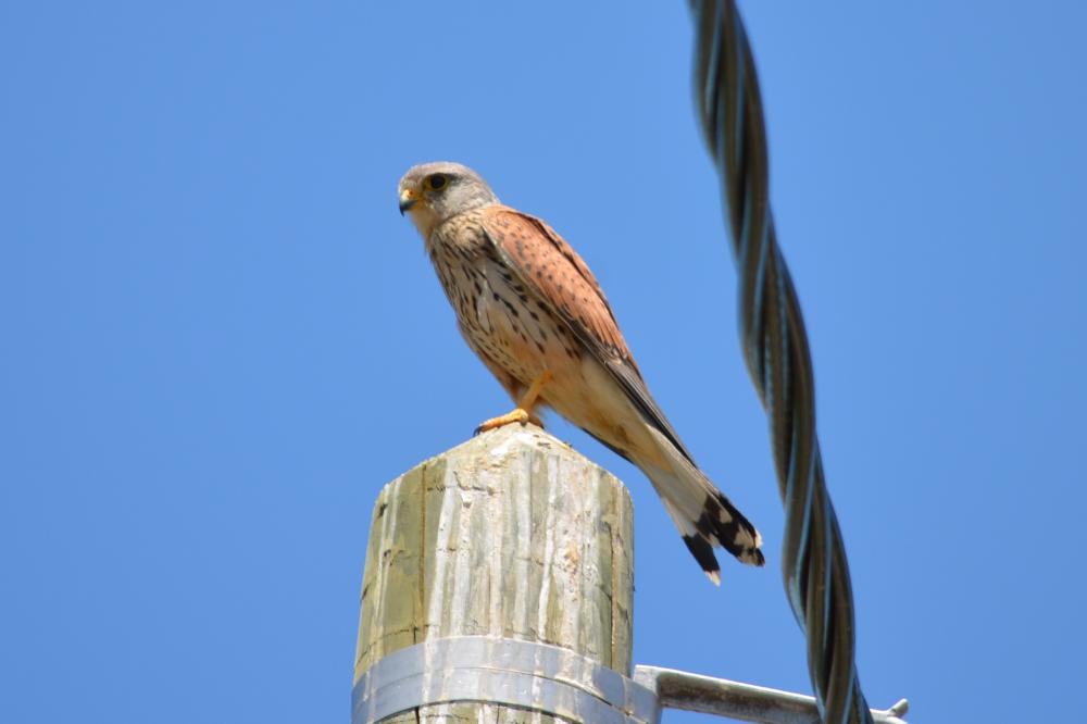 Faucon crécerelle Falco tinnunculus Linnaeus, 1758