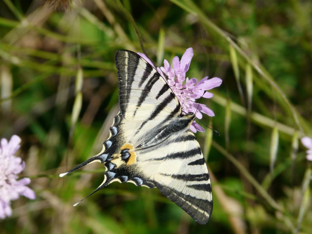 Flambé (Le) Iphiclides podalirius (Linnaeus, 1758)