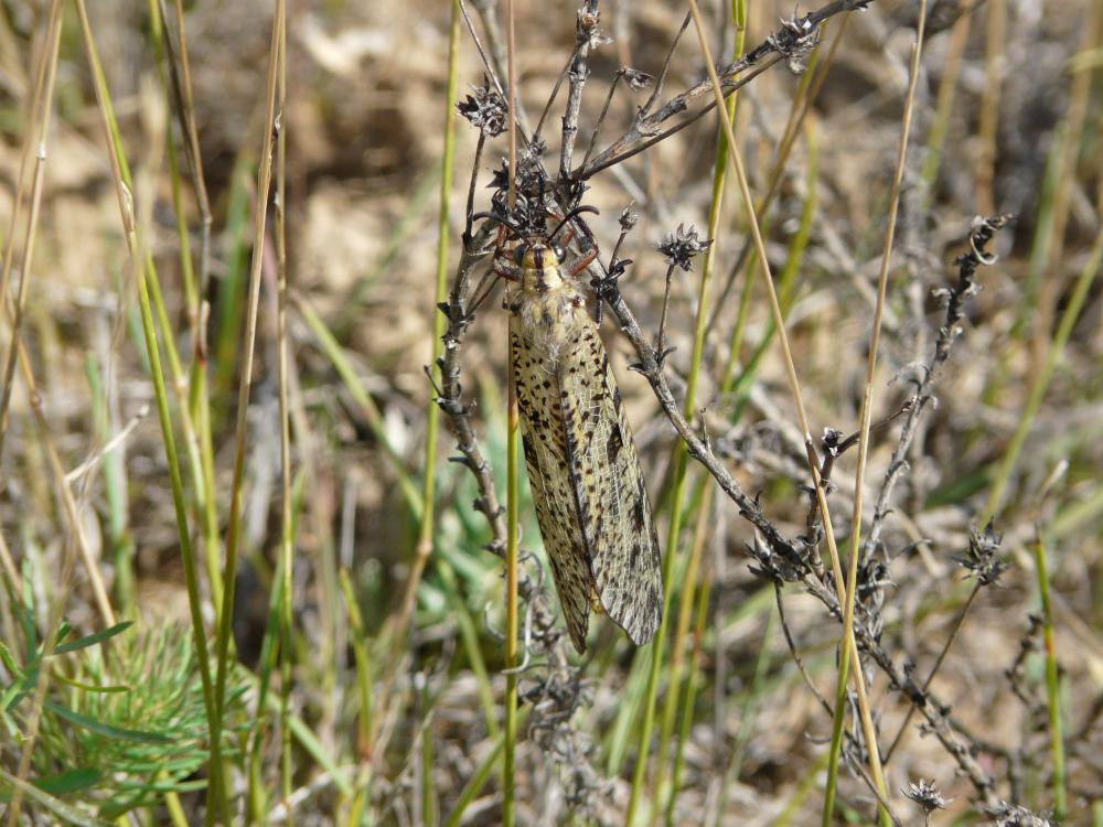 Flambé (Le) Iphiclides podalirius (Linnaeus, 1758)