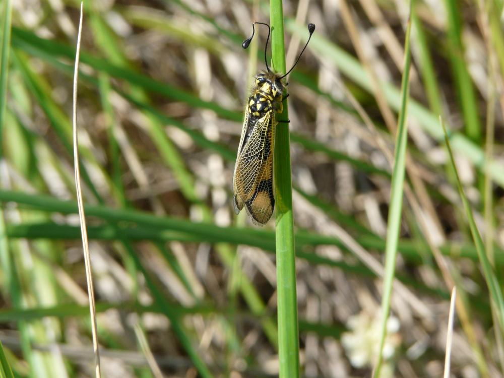 Ascalaphe soufré Libelloides coccajus (Denis & Schiffermüller, 1775)
