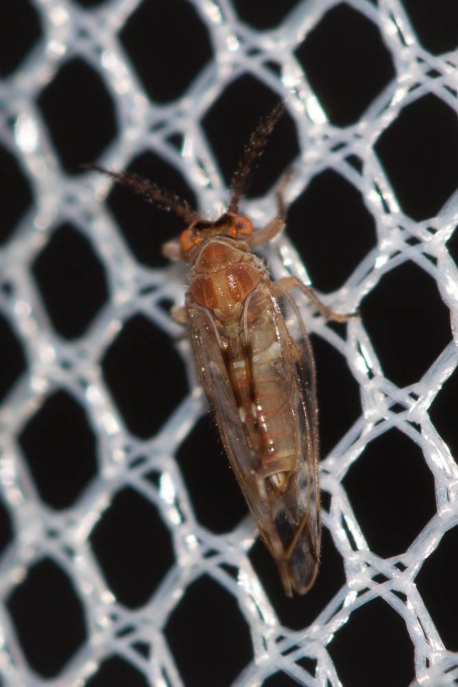 Psylle du figuier Homotoma ficus (Linnaeus, 1758)