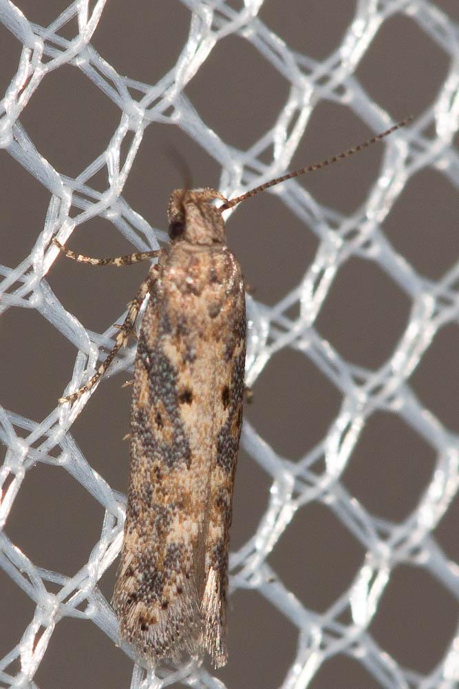 Scrobipalpa ocellatella (Boyd, 1858)