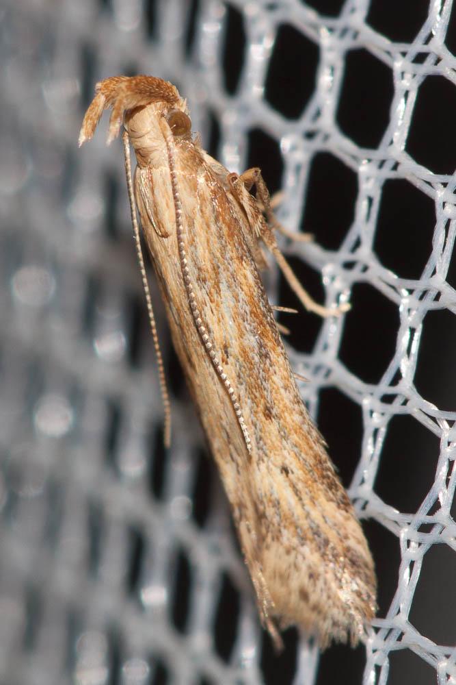 Metzneria metzneriella (Stainton, 1851)