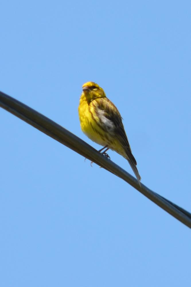 Serin cini Serinus serinus (Linnaeus, 1766)