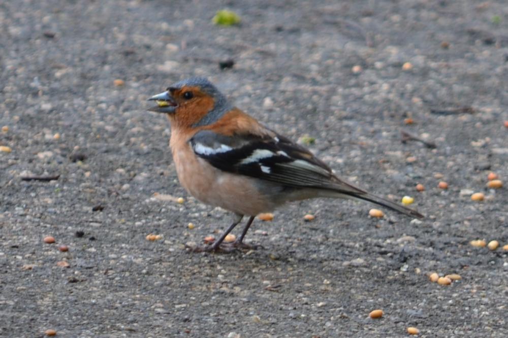 Pinson des arbres Fringilla coelebs Linnaeus, 1758