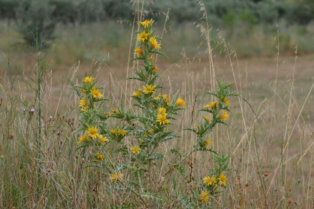 Scolyme d'Espagne, Chardon d'Espagne Scolymus hispanicus L., 1753