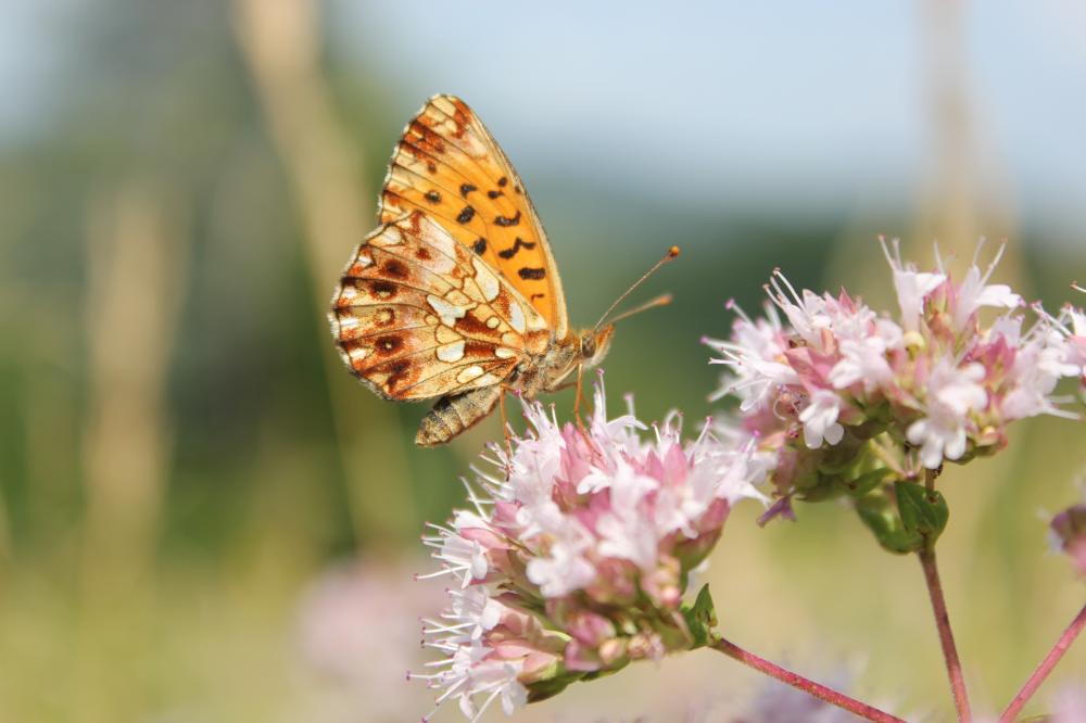 La Petite Violette (La), Nacré violet (Le) Boloria dia (Linnaeus, 1767)