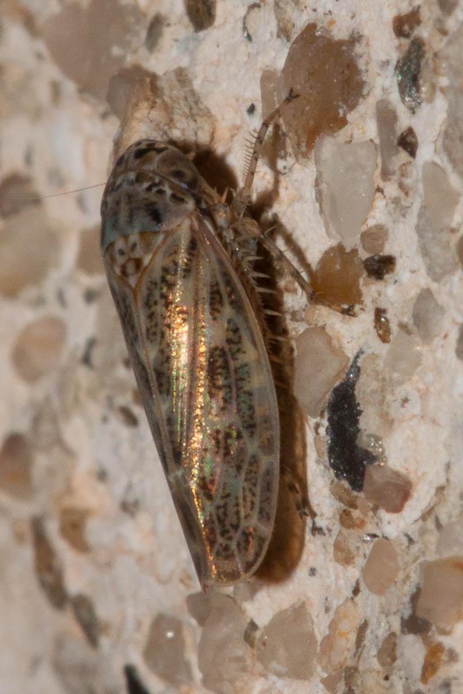 Euscelidius schenckii (Kirschbaum, 1868)