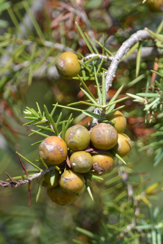 Genévrier oxycèdre, Cèdre piquant Juniperus oxycedrus L., 1753
