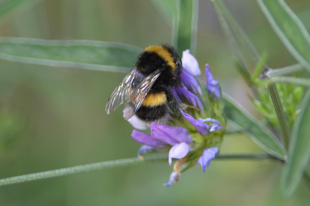 Bourdon terrestre (Le) Bombus terrestris (Linnaeus, 1758)