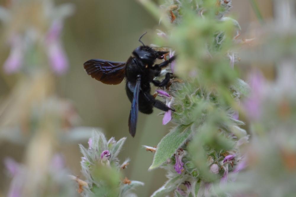 Abeille charpentière, Xylocope violet Xylocopa violacea (Linnaeus, 1758)