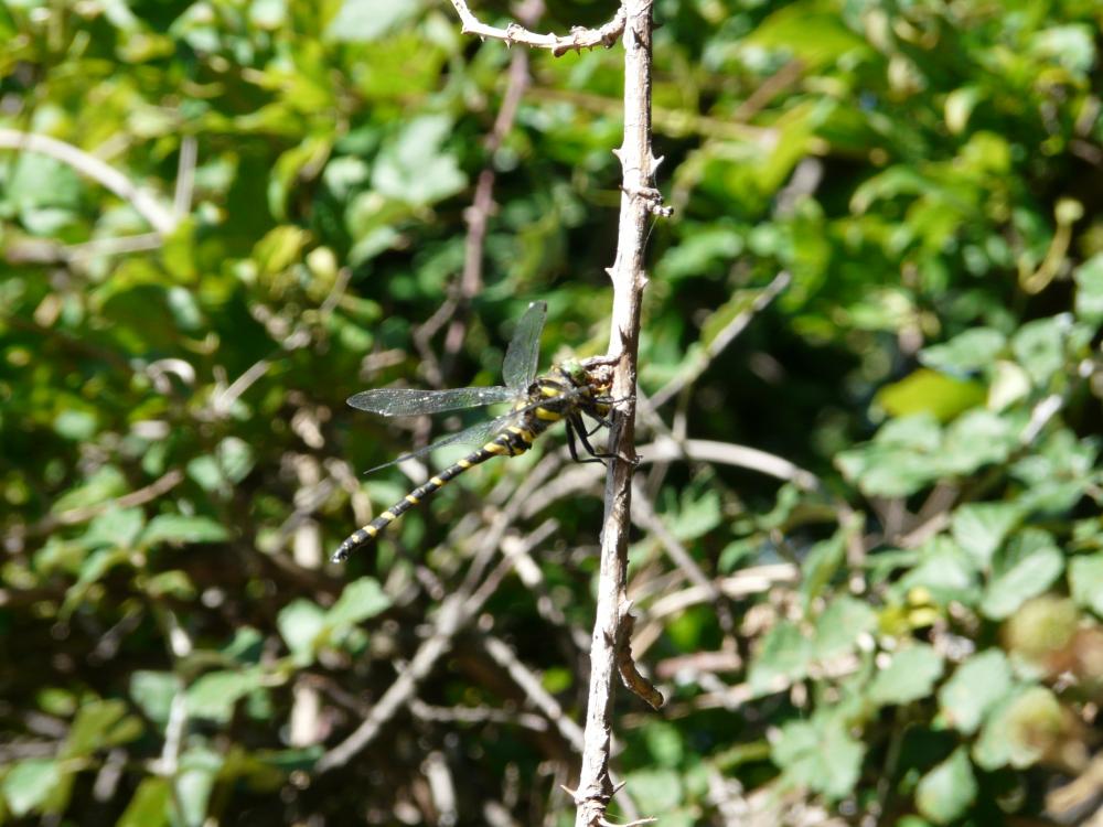 Cordulégastre annelé (Le) Cordulegaster boltonii (Donovan, 1807)