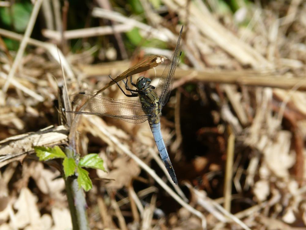 Orthétrum réticulé (L') Orthetrum cancellatum (Linnaeus, 1758)