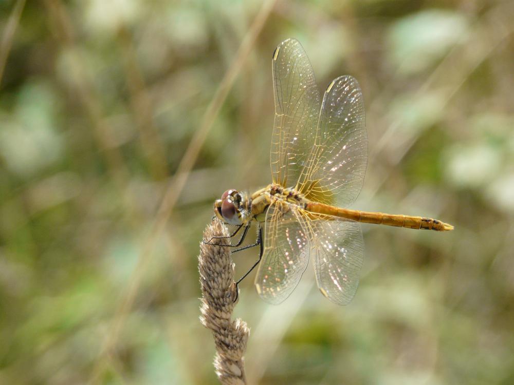 Sympétrum de Fonscolombe (Le) Sympetrum fonscolombii (Selys, 1840)