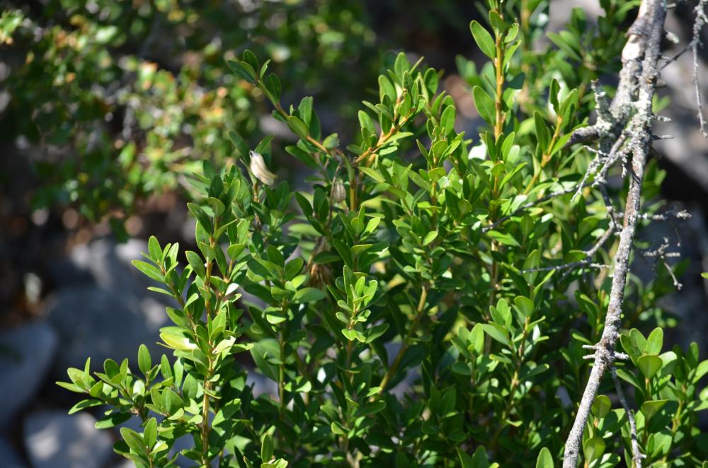 Buis commun, Buis sempervirent Buxus sempervirens L., 1753