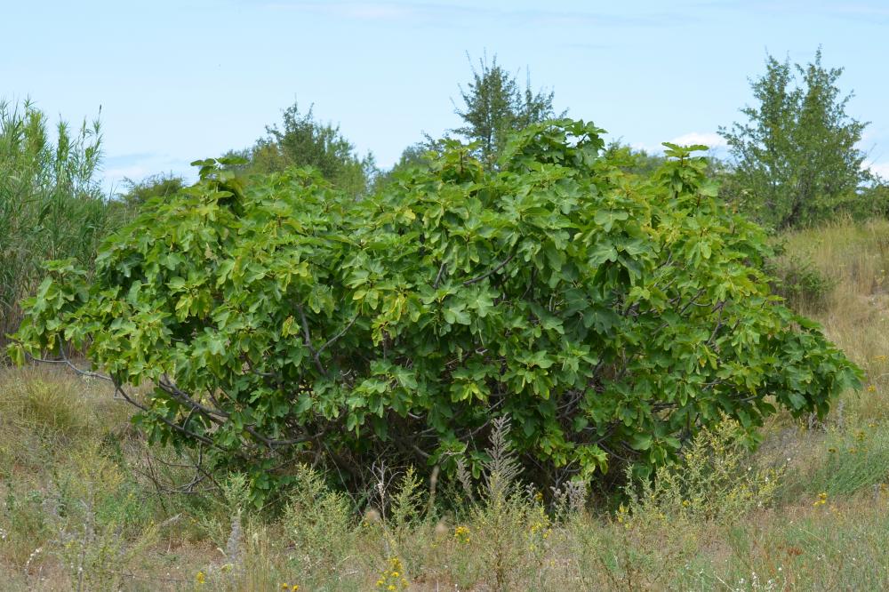 Figuier commun, Figuier de Carie, Caprifiguier, Fi Ficus carica L., 1753