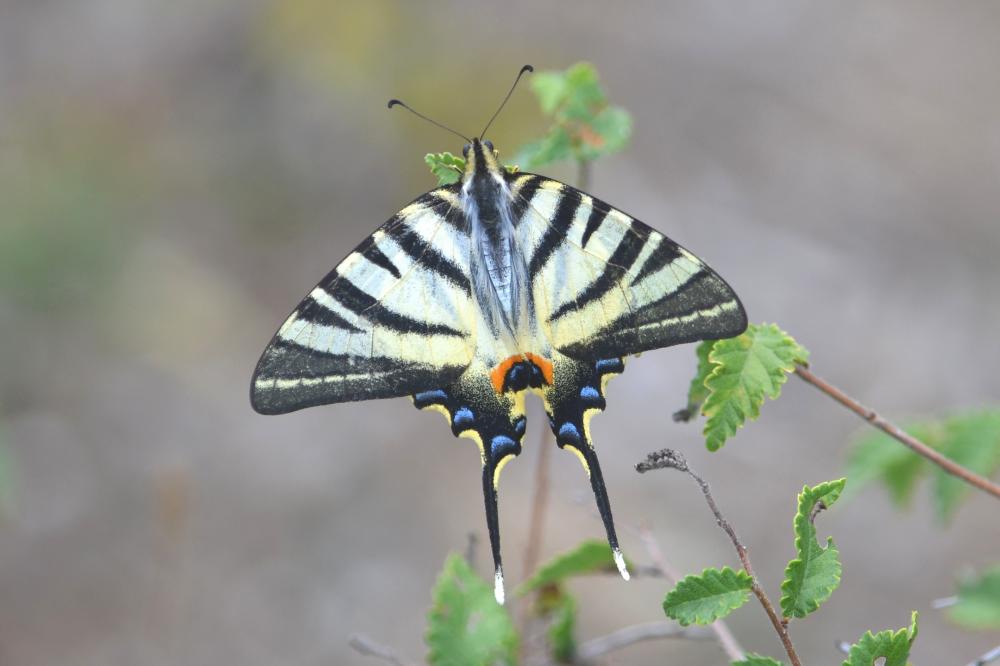 Flambé (Le) Iphiclides podalirius (Linnaeus, 1758)