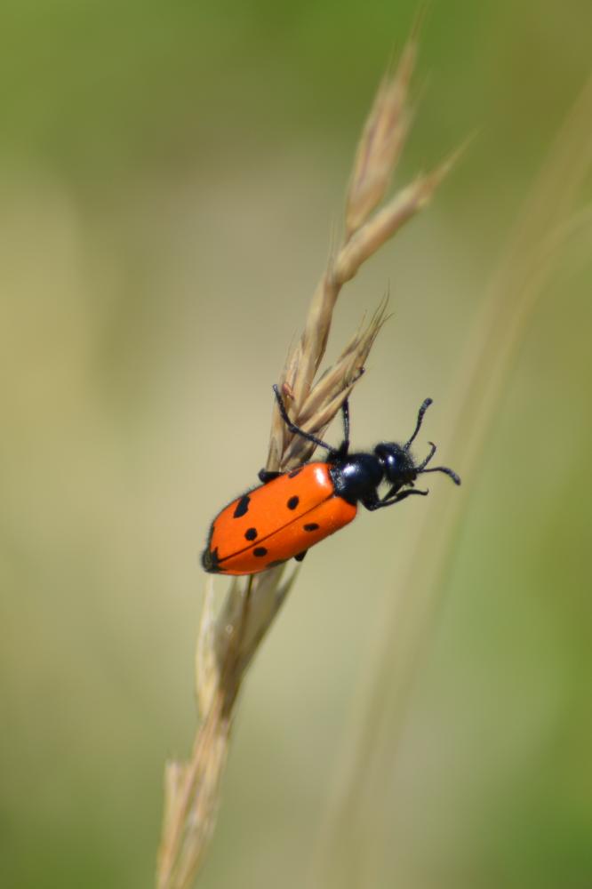 Mylabre à quatre points Mylabris quadripunctata (Linnaeus, 1767)