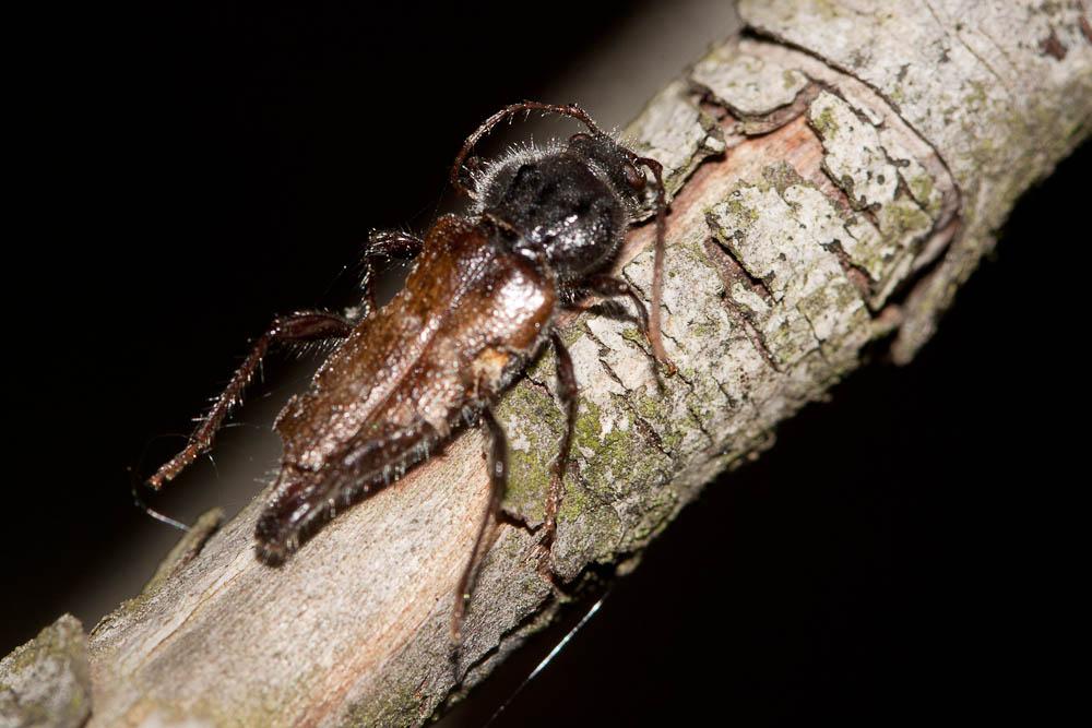 Hylotrupes bajulus (Linnaeus, 1758)