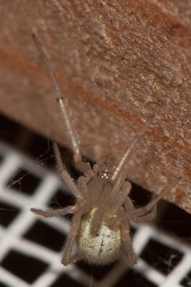 Enoplognatha Pavesi, 1880