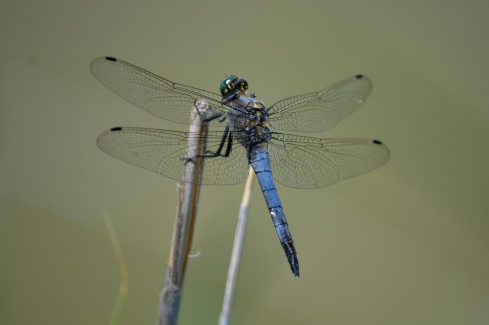 Orthétrum réticulé (L') Orthetrum cancellatum (Linnaeus, 1758)