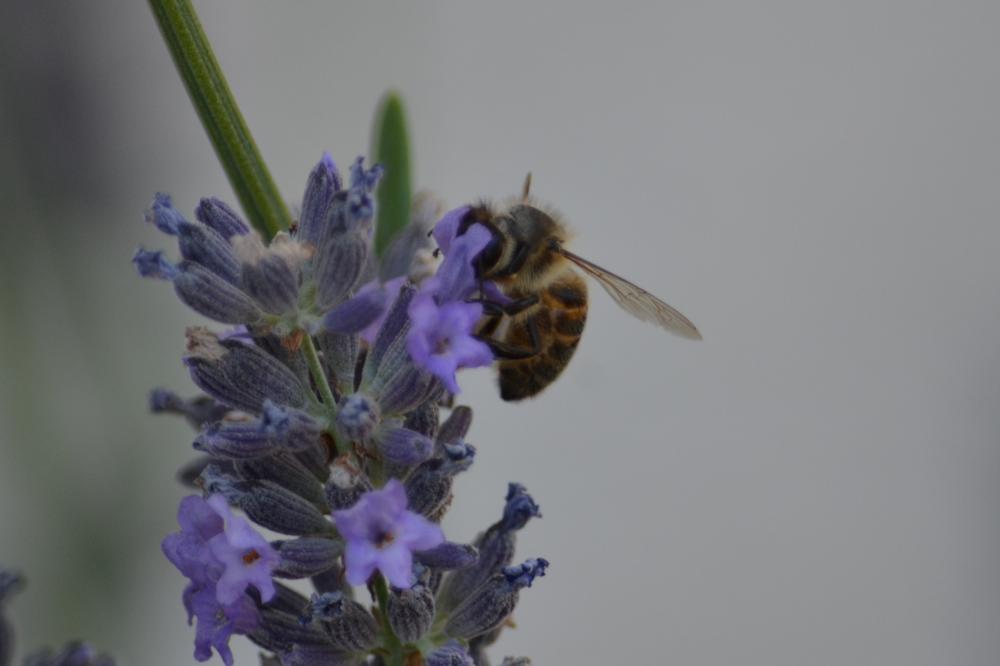 Abeille domestique, Abeille européenne, Abeille me Apis mellifera Linnaeus, 1758