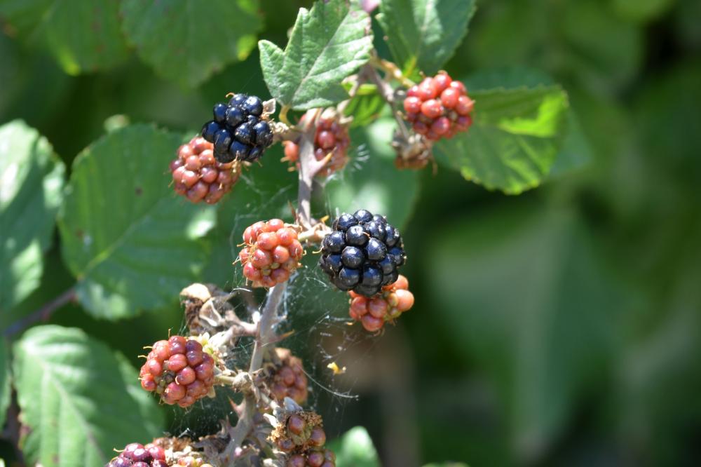 Ronce commune Rubus vulgaris Weihe & Nees, 1824