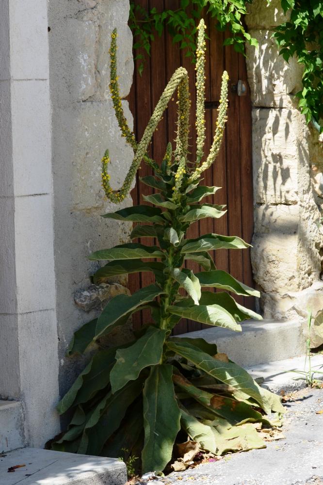 Molène bouillon-blanc, Herbe de saint Fiacre Verbascum thapsus L., 1753