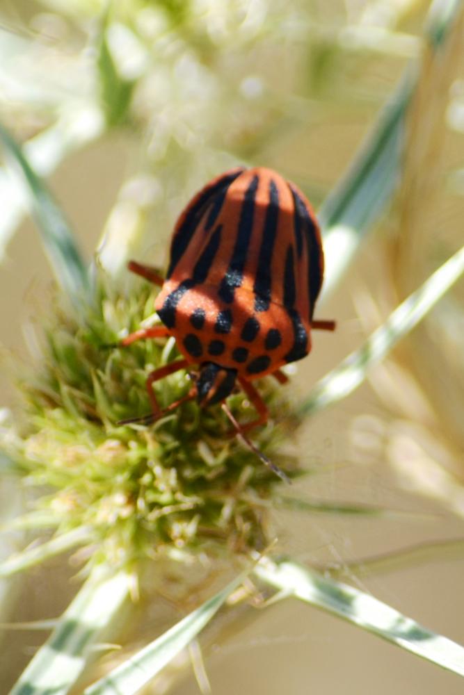 Graphosoma semipunctatum (Fabricius, 1775)