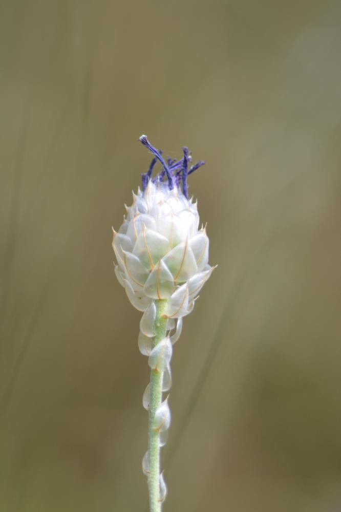 Cupidone, Catananche bleue, Cigaline Catananche caerulea L., 1753