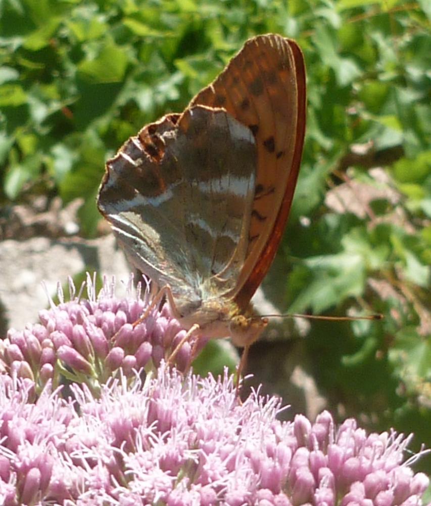 Tabac d'Espagne (Le), Nacré vert (Le), Barre argen Argynnis paphia (Linnaeus, 1758)