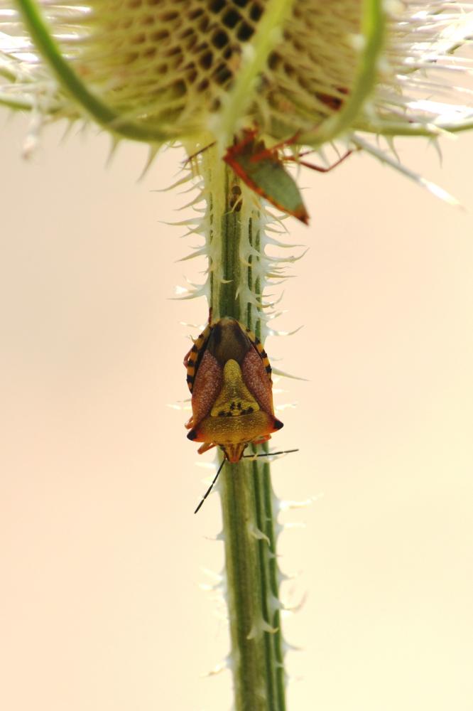 Carpocoris mediterraneus Tamanini, 1959