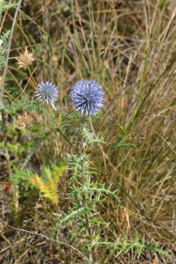 Échinops, Chardon bleu Echinops ritro L., 1753