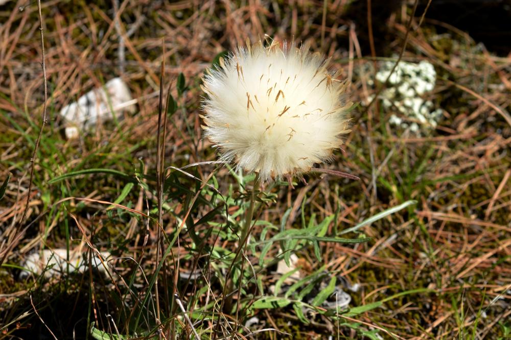 Rhaponticum coniferum subsp. coniferum (L.) Greuter, 2003