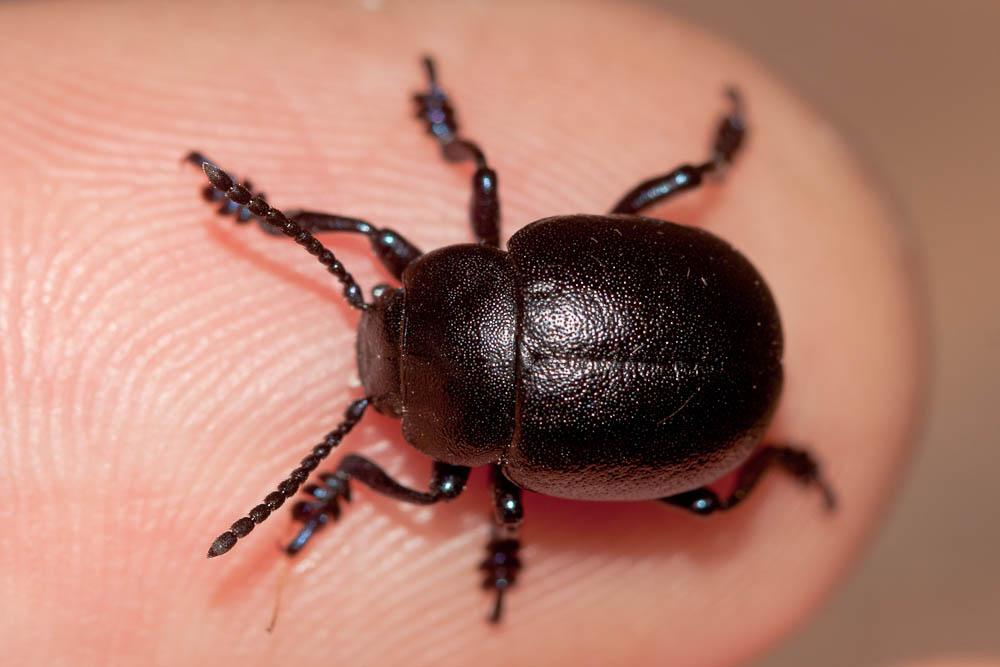  Timarcha goettingensis (Linnaeus, 1758)