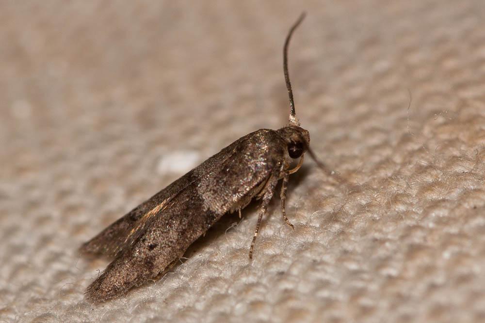  Blastobasis phycidella (Zeller, 1839)