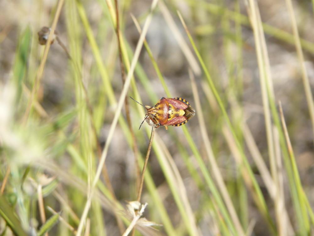 Carpocoris mediterraneus Tamanini, 1959