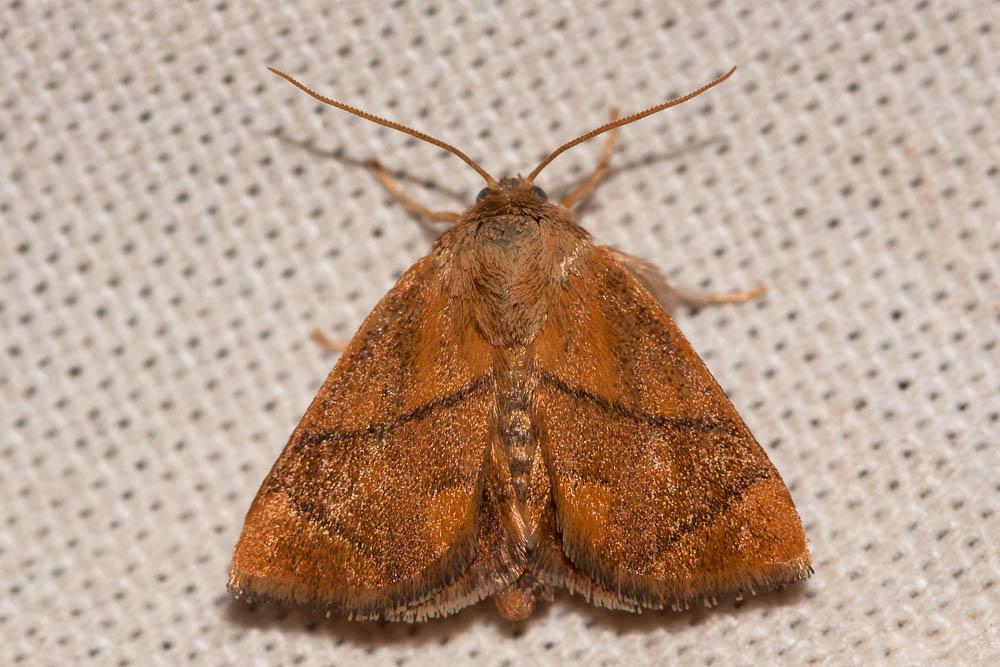 Tortue (La) Apoda limacodes (Hufnagel, 1766)