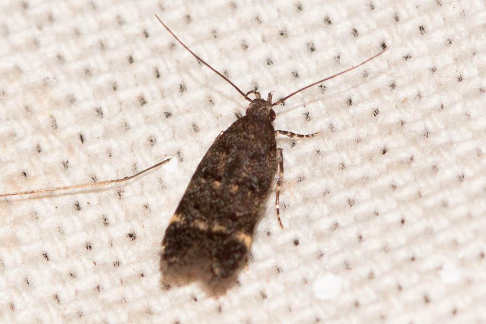 Bryotropha dryadella (Zeller, 1850)