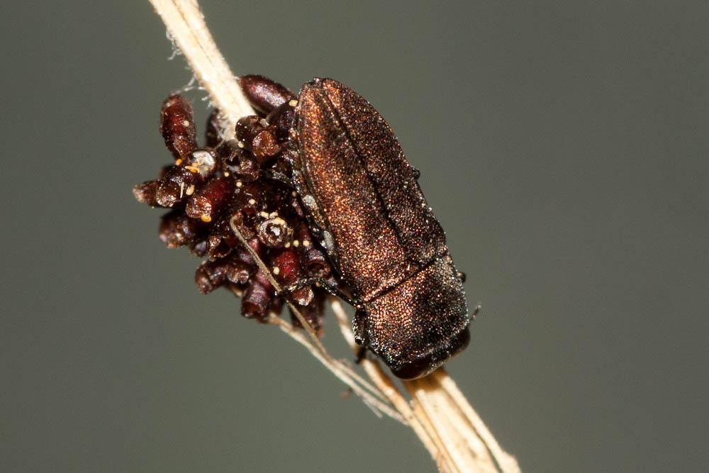  Anthaxia umbellatarum (Fabricius, 1787)