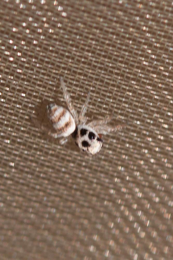 Le  Salticus cingulatus (Panzer, 1797)