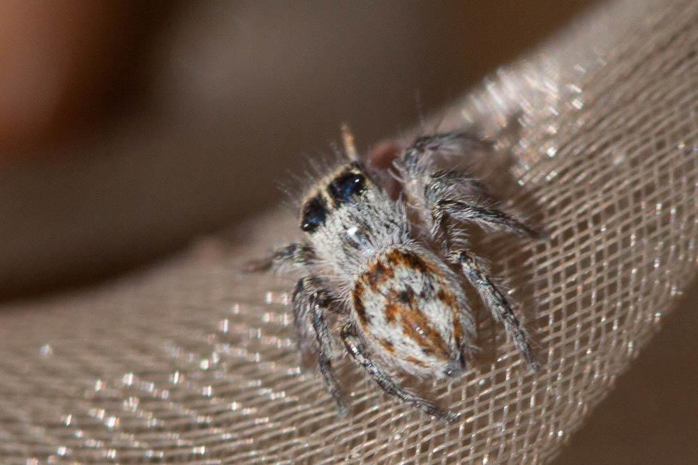 Saltique sanguinolent Philaeus chrysops (Poda, 1761)