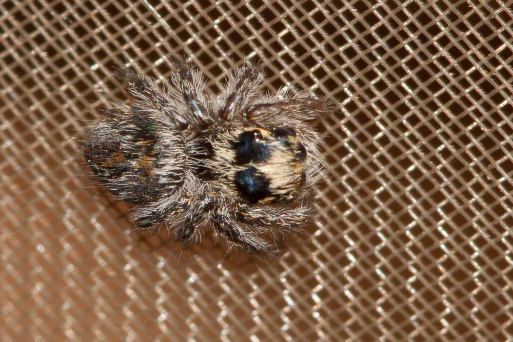 Saltique sanguinolent Philaeus chrysops (Poda, 1761)