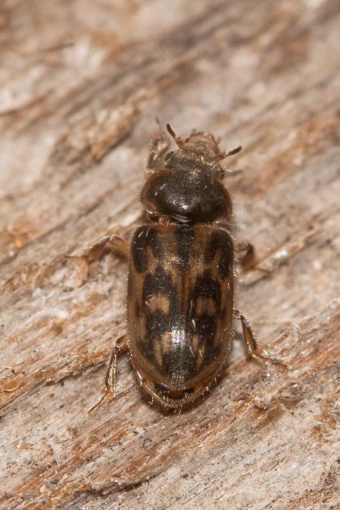  Heterocerus fenestratus (Thunberg, 1784)