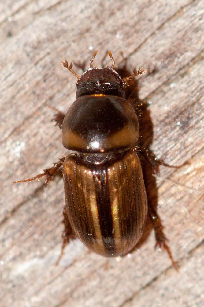 Labarrus lividus (Olivier, 1789)