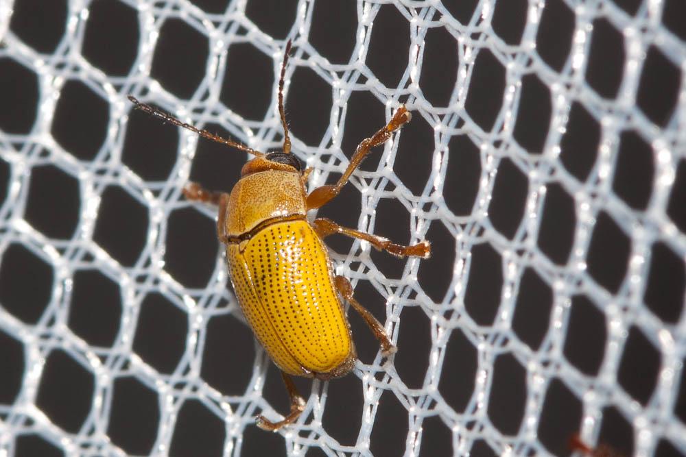 Cryptocéphale sulfureux Cryptocephalus sulphureus Olivier, 1808
