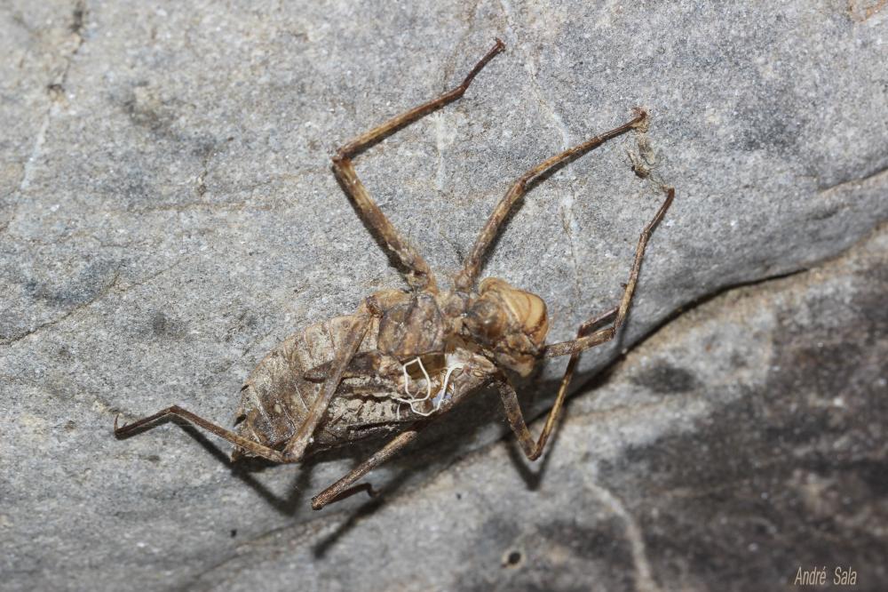 Cordulie splendide (La) Macromia splendens (Pictet, 1843)
