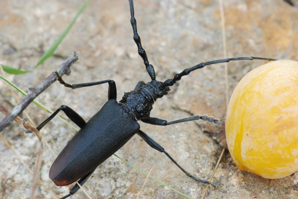 Grand Capricorne (Le) Cerambyx cerdo Linnaeus, 1758